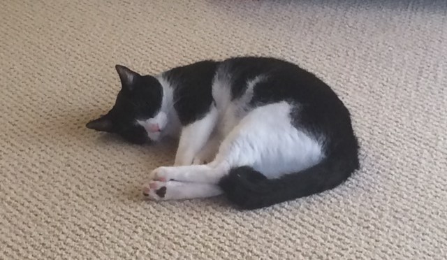 Pet scan time-“Eyes to Thighs”